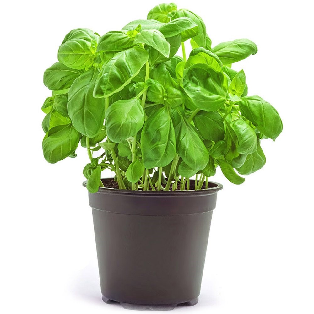 Growing Basil Pot Medium Pot