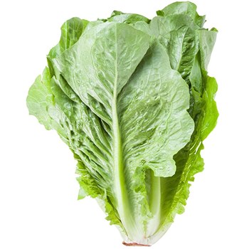 Cos Lettuce Each